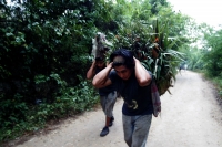 Chiapa de Corzo, 21 de diciembre. Después de permanecer 6 días en la zona boscosa de los altos de Chiapas, los jóvenes originarios de Chiapa de Corzo, regresan a esta localidad cargando racimos de flores conocidas como Nilurayilu, la cual es utilizada en 