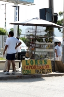 Loros Importados?